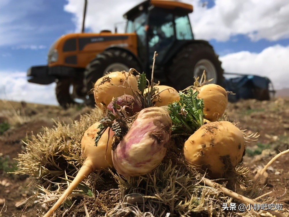 你不知道的国家冷知识苏里南,关于秘鲁的介绍