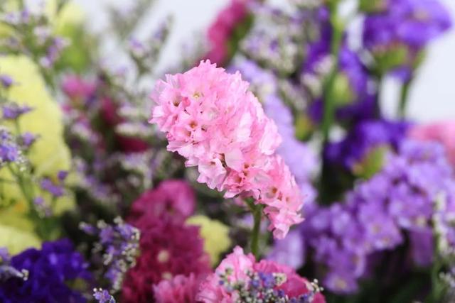 西安三桥附近哪里有花卉市场,西安北二环大明宫花卉市场地址