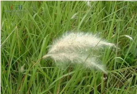 带你们认识这些野生草药,农村随处可见的几种野生中草药