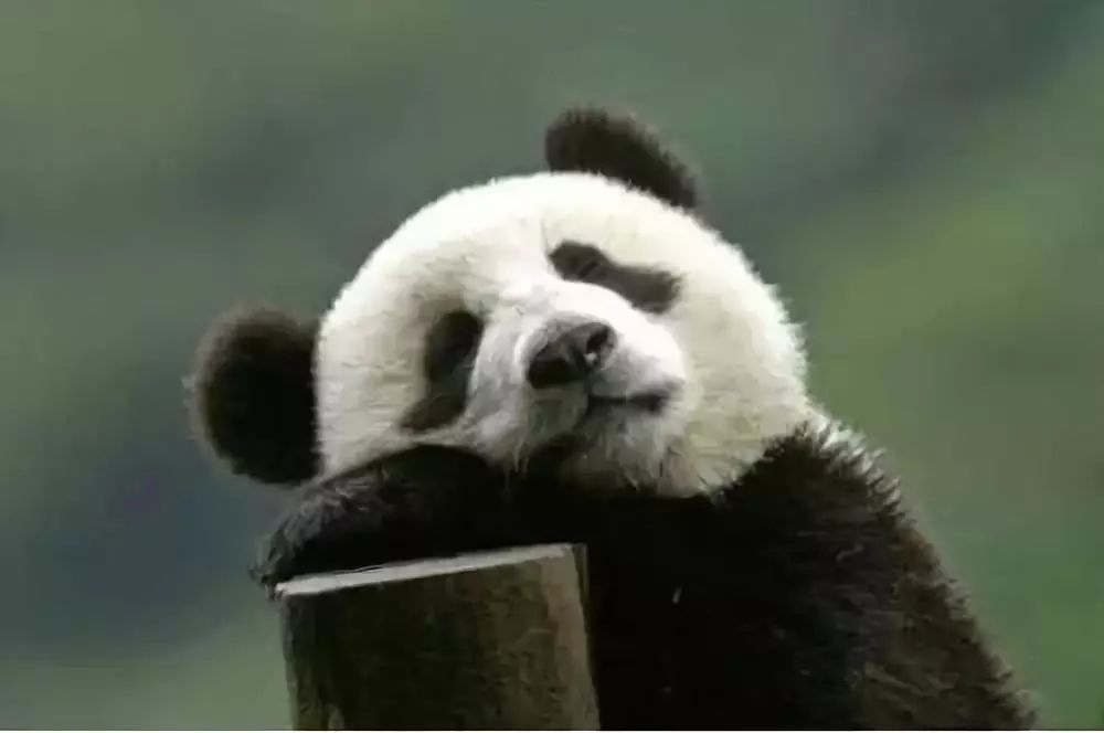 现在的熊出没大过年在哪里看,新年必看的熊出没