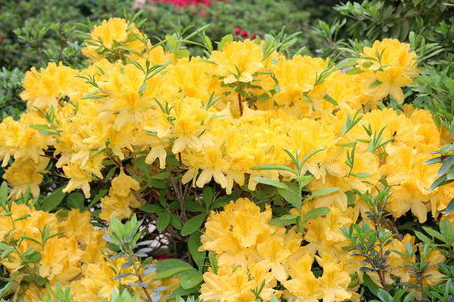 杜鹃花骨朵干枯枝叶茂盛的原因,杜鹃花如何养才会长得更旺盛