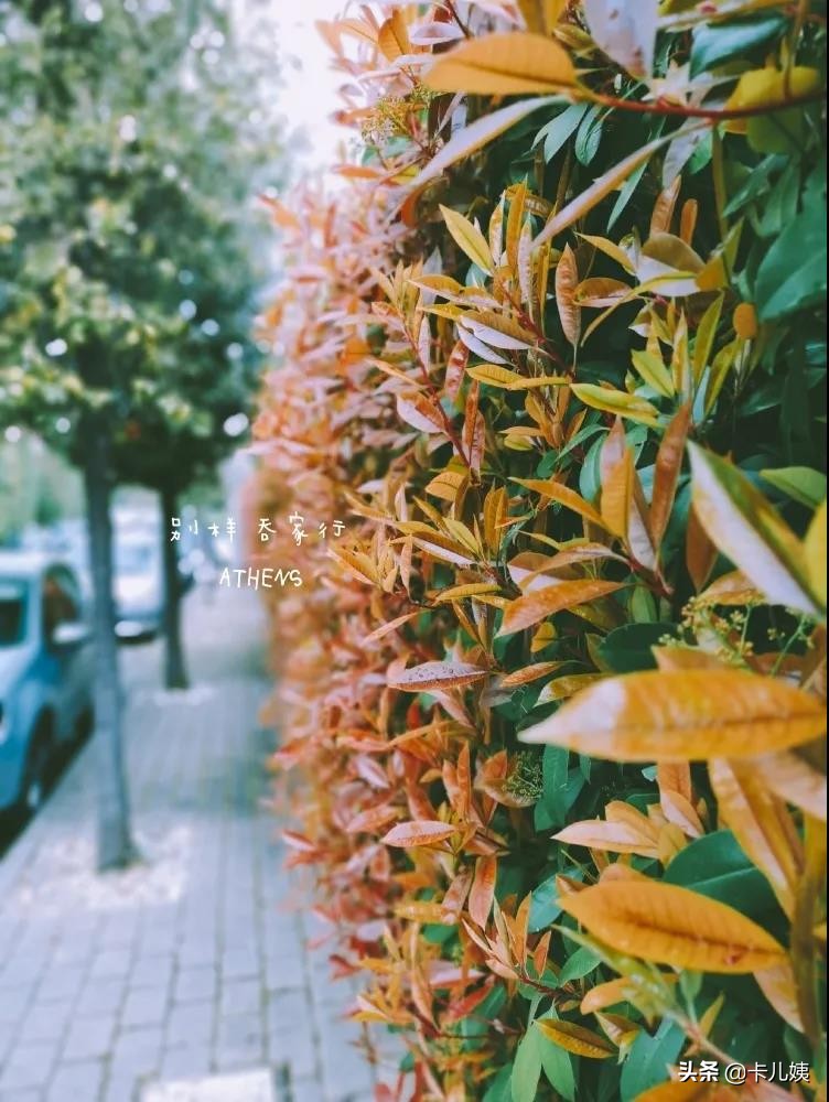 探校雅典国际学校（ISA）——希腊最名副其实的“国际”校