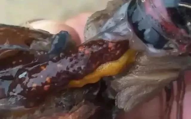 小龙虾有卵了怎么办,小龙虾产过卵以后是什么样子