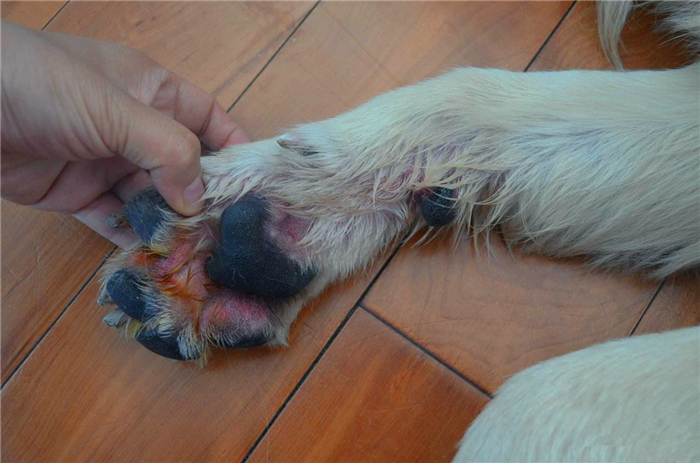 狗狗经常舔猫爪,狗狗铲屎官容易犯的错