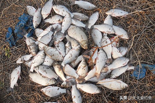 玉米饵料配方野钓制作方法,2022鲫鱼饵料配方野钓