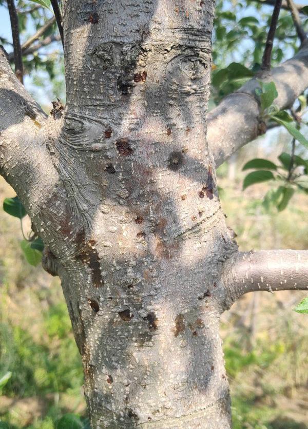 苹果树心出油,苹果树底下冒芽的原因