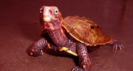 刚刚入手的龟怎么处理,买乌龟买到病龟怎么办