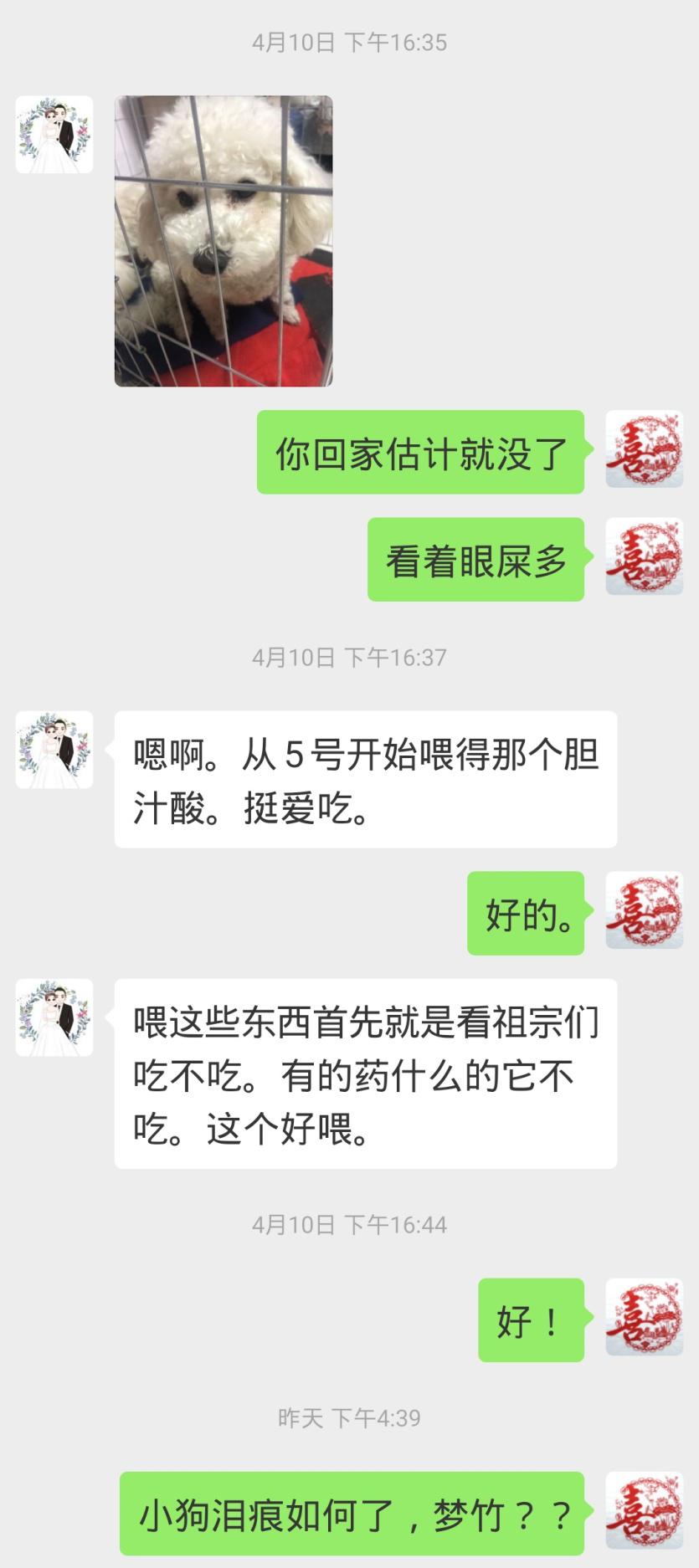 比熊泪痕严重四大办法轻松消除,比熊有泪痕可以滴人的眼药水吗