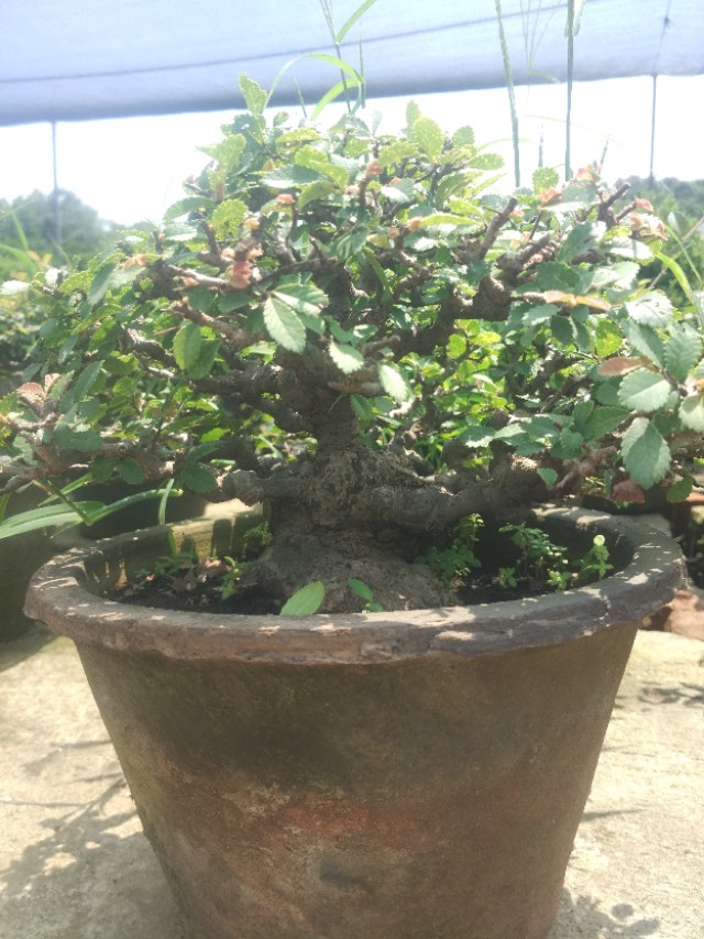 掌上盆景100种,掌上盆景