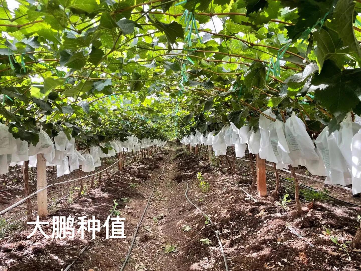 进口水果常见的有哪些,选购进口水果要注意什么