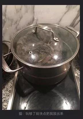 没想到,央视的名嘴们全都是猫奴