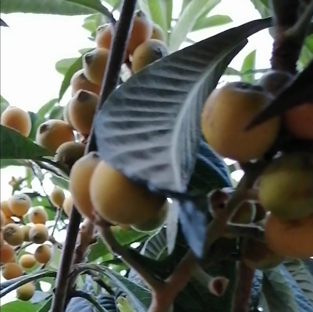 中国诗歌周刊第101期,中国诗歌周刊194期