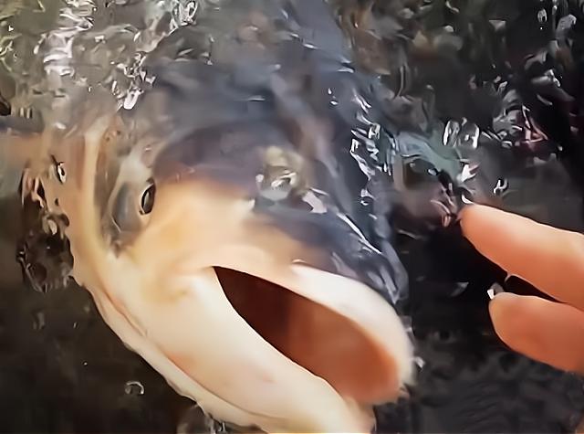 顾客一来鲢鱼就翻肚子，假装挂了漂在水面：鱼也开始成精了？