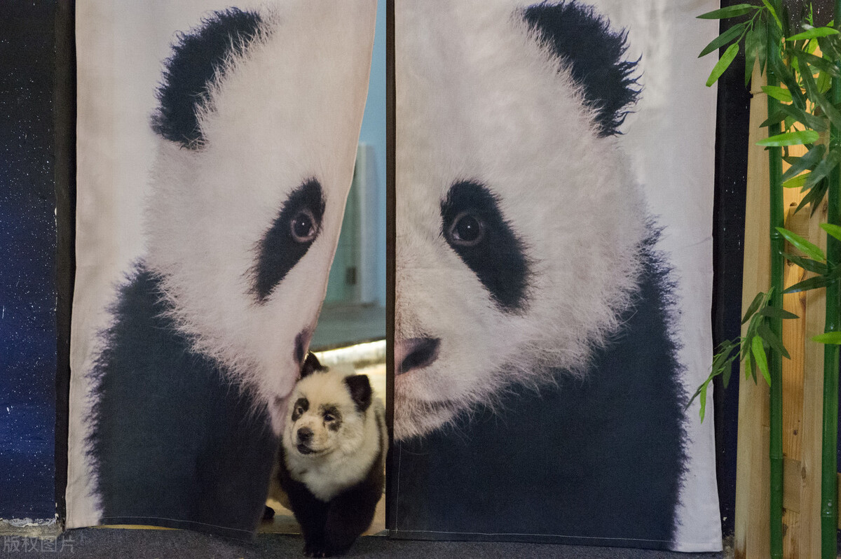 生活中松狮犬的养护须知是什么,松狮犬该怎么养这篇文章为你解读