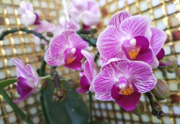 养蝴蝶兰的技巧和注意事项,养蝴蝶兰的方法和注意事项