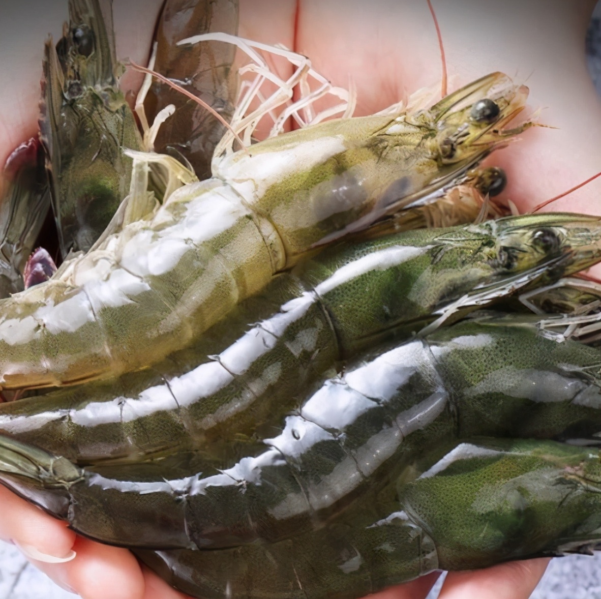 如何挑选活大虾的正确方法,买大虾怎么挑选直的好还是弯的好