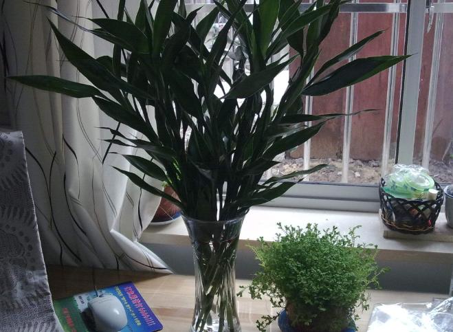 富贵竹会招蚊虫吗,富贵竹有蚊子怎么治