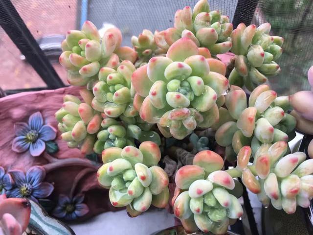 多肉是如何上色的,多肉怎么上色快又好看的绝招