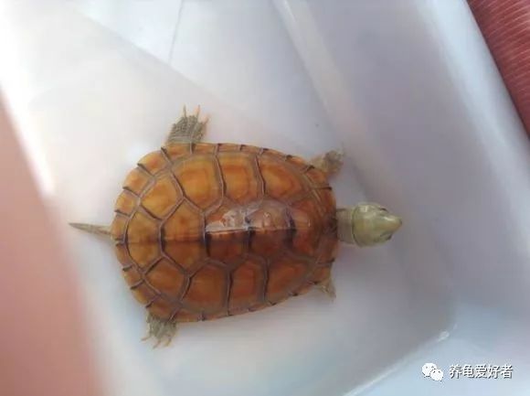 水龟一般多少天能救回来,草龟断尾怎么处理