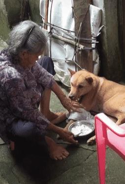 狗不吃饭给狗看视频,奶奶用勺子喂猫吃饭视频