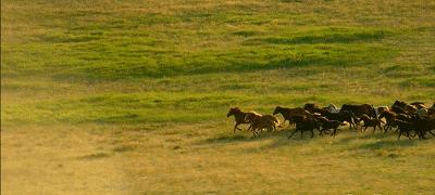 十四运马术室内场馆面积,十四运马术场馆