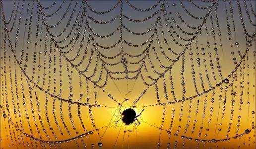 凡是蜘蛛都能吐丝织网,蜘蛛怎么吐丝织网的