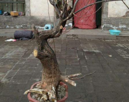 黄栌根腐病,黄栌枯萎病