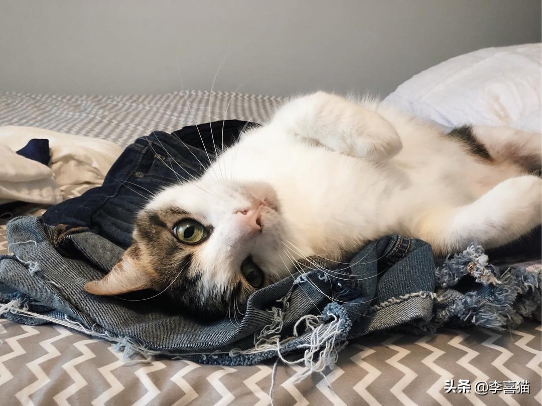 辟谣：自己养的猫随便摸？撸猫要讲究方法，不然就是在消耗信任度