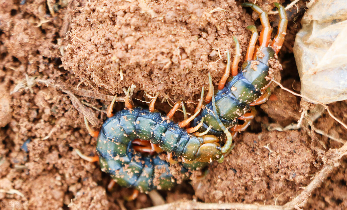 为什么蜈蚣带毒却毒不死大公鸡,五毒中的蜈蚣为什么毒不死公鸡
