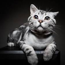 美短虎斑猫咪的品种,美国短毛猫虎斑价格