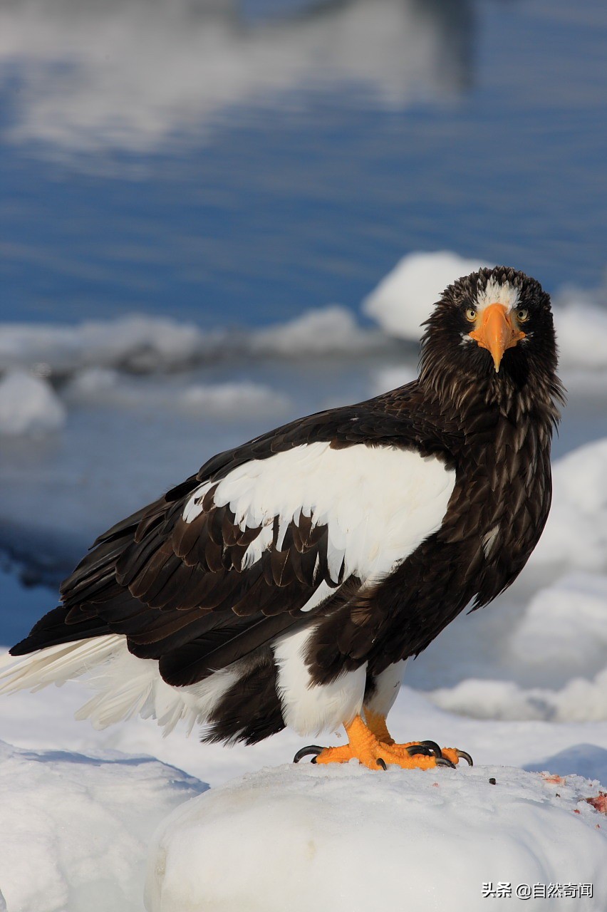 金雕猛禽排名,猛禽战斗力排行榜第一名