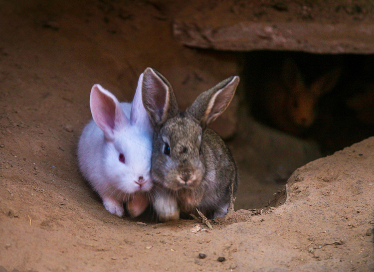 肉兔养殖100只母兔要多大地方,养兔技术妊娠母兔的饲养管理