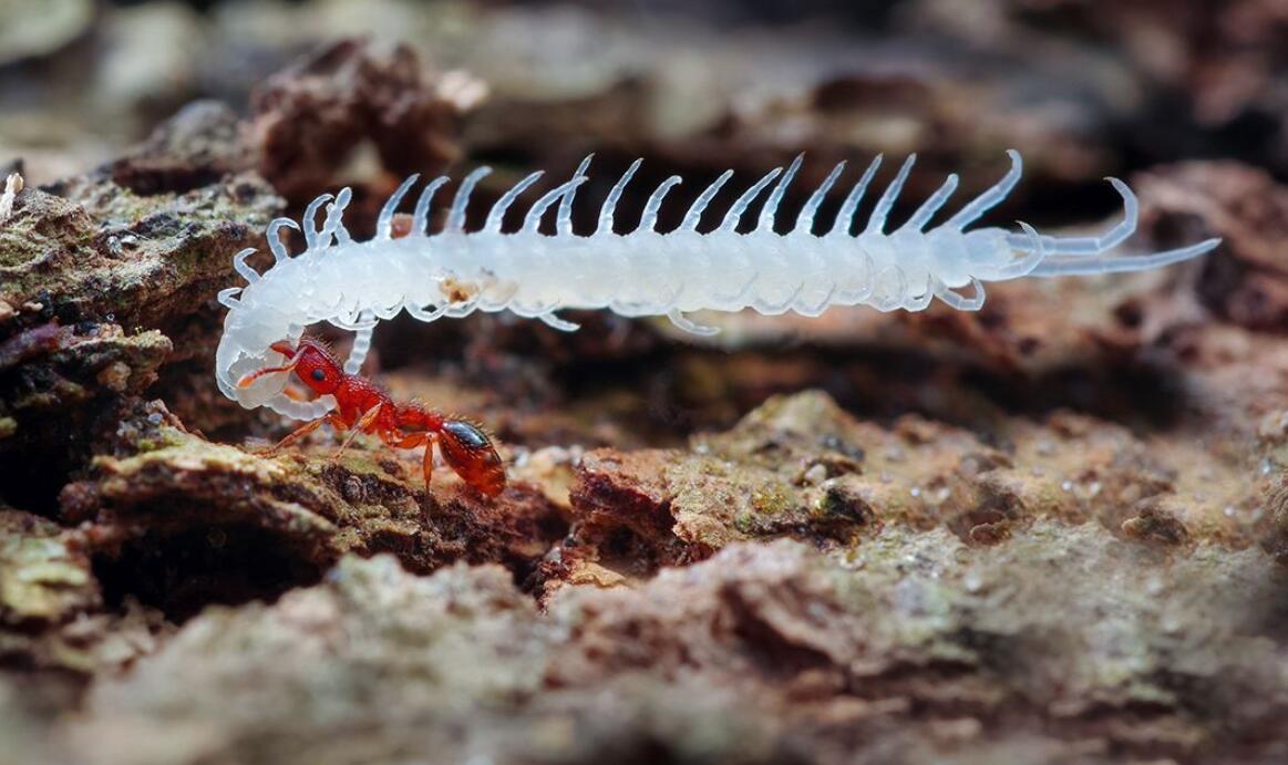 被蜈蚣虫咬一口后果有多严重,男子被蜘蛛咬后身体反应