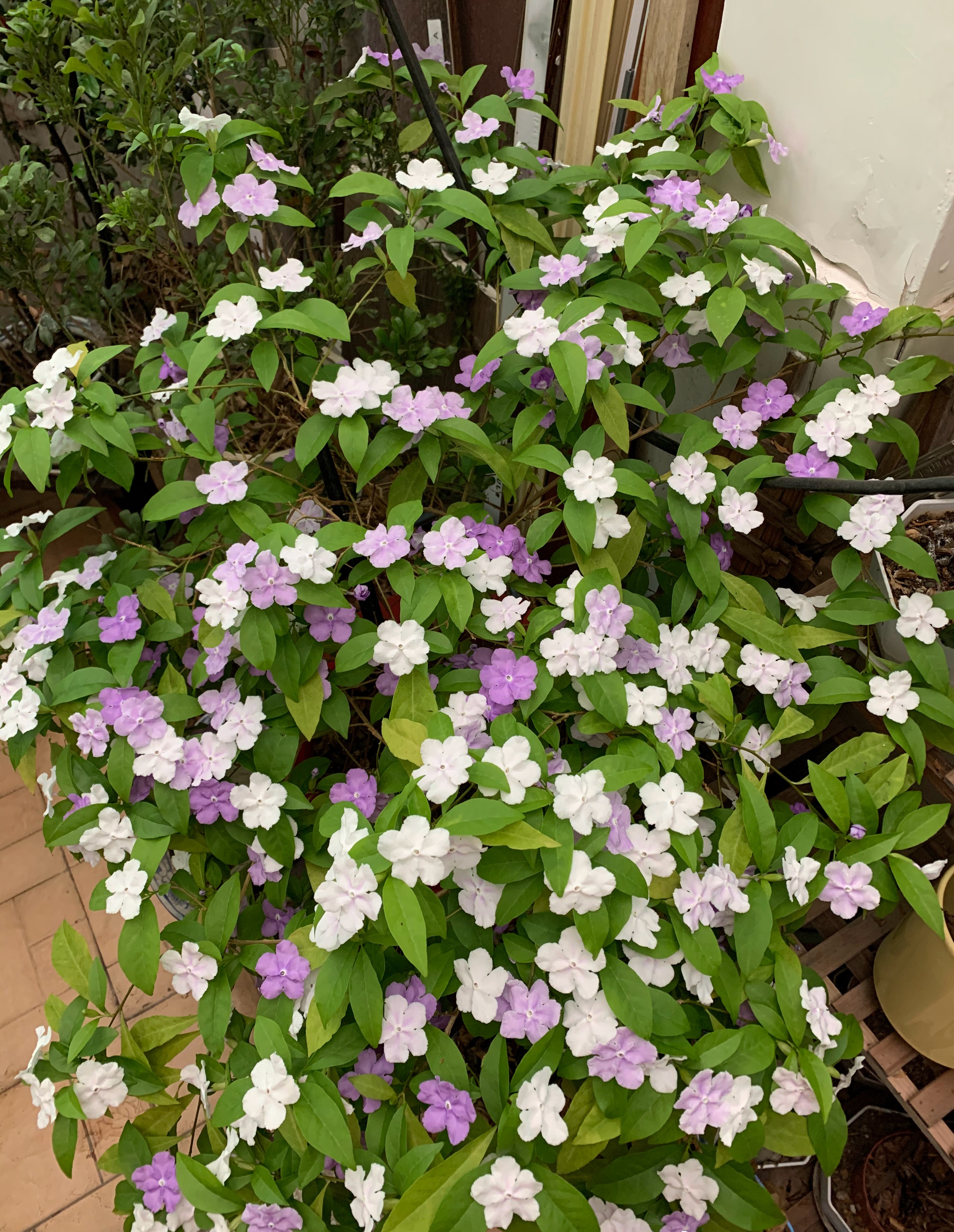 室内盆栽“新宠”—鸳鸯茉莉,树姿优雅,一树多色花,花香飘满屋