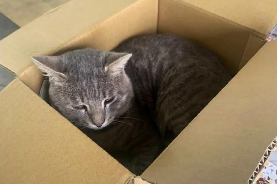 一分钟看完猫的一生,猫的一生详细介绍