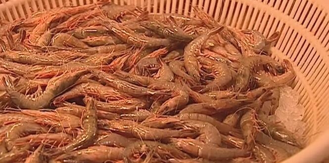 心痛的感觉!八种海鲜暂别啦