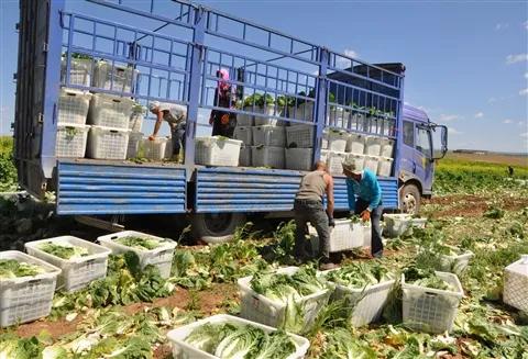 韩国泡菜韩国人过不去的坎,韩国人的泡菜尊严