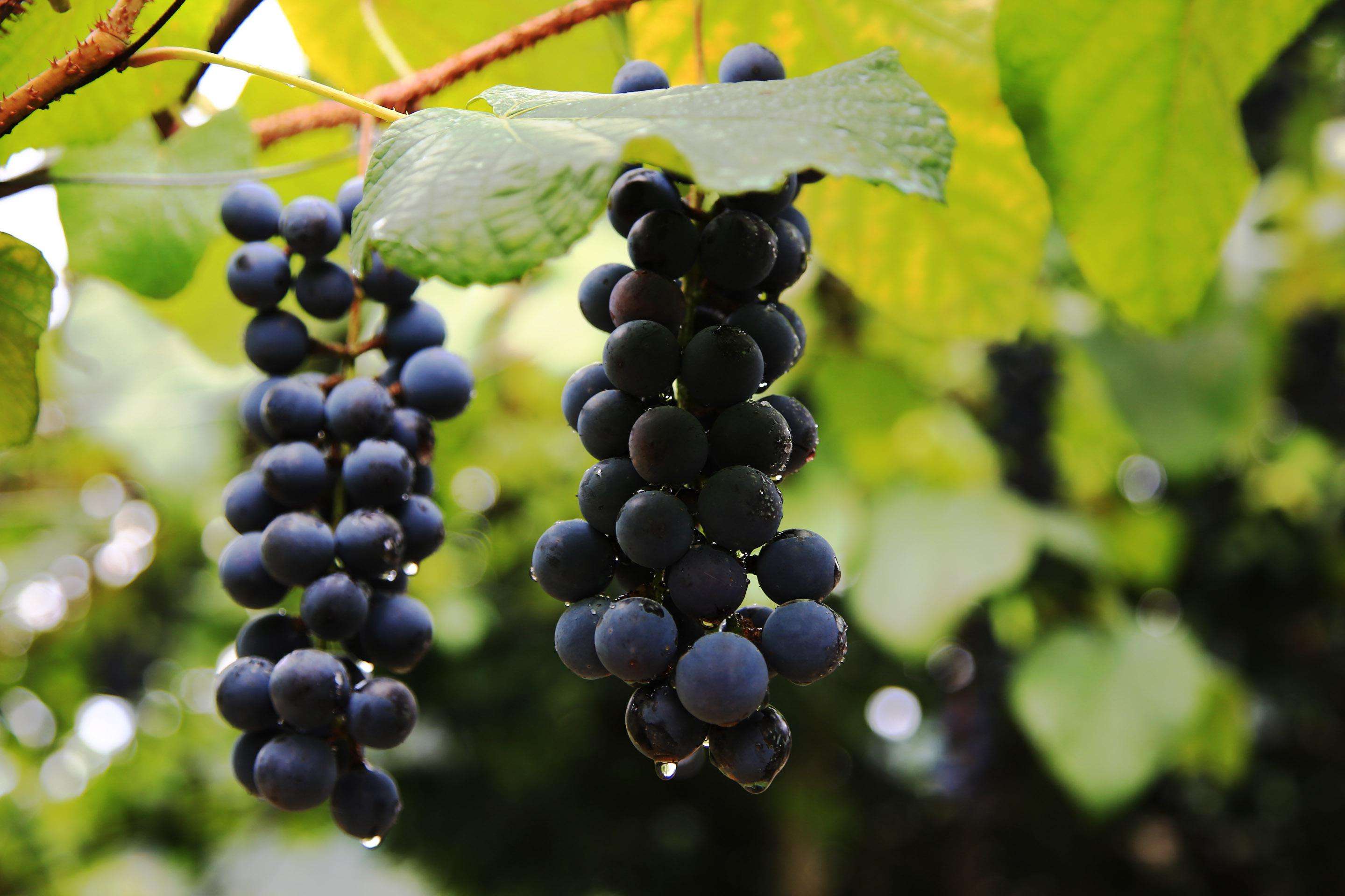 一听到菠萝就酸,盘点那些能让你疯狂流口水的水果