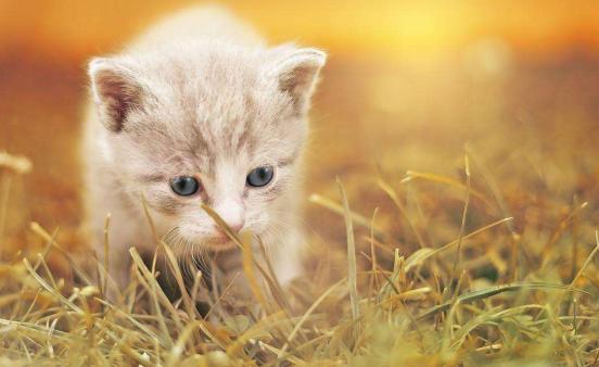 猫咪独自在家时需要注意些什么,下班回来发现小猫咪不开心