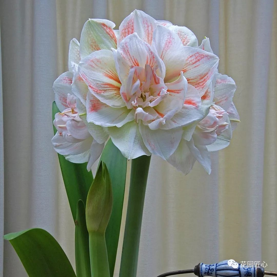 朱顶红为什么老是烂球,怎么才能让朱顶红不生小球