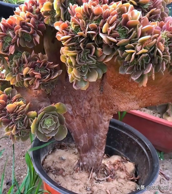 养法师的十大技巧,养法师怎么样施肥