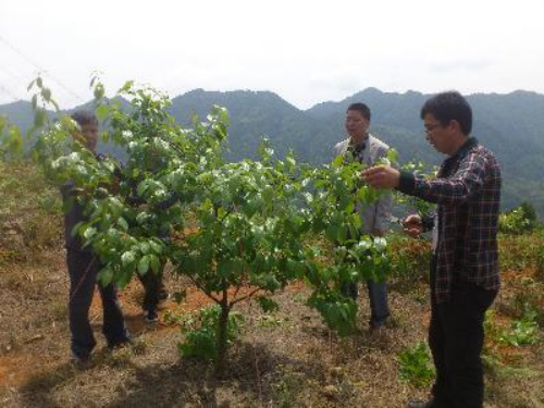 桃树蚜虫什么时间用药防治最好,桃树蚜虫从什么开始防治