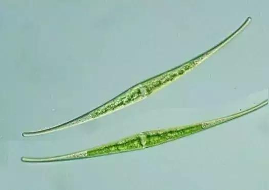 鱼类水产养殖需要哪些藻类,水产养殖显微镜下各种藻类