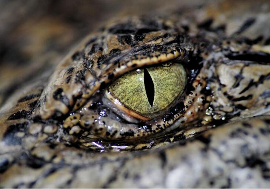 鳄类养殖之防治篇，应对卵黄囊疾病，不得不知的这些知识