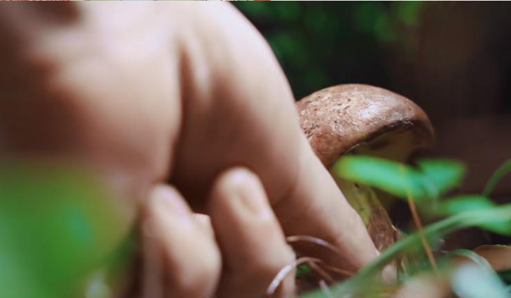 野生菌的毒是什么毒,野生菌属于毒品吗