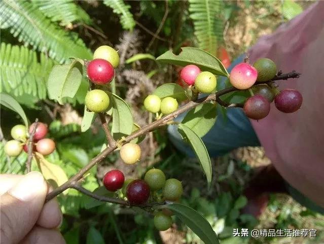 牙黄口臭一招搞定,美白牙齿最有效的方法洗牙