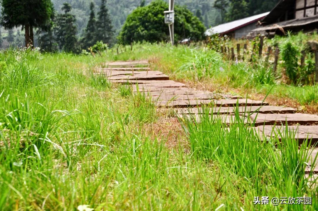 云放茶园深度解析,云放茶园最新视频