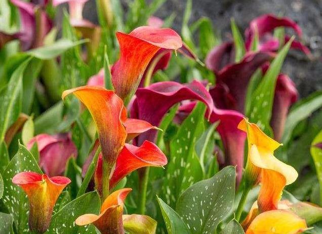 马蹄莲怎么养护什么时候开花呢,马蹄莲的养护方法快速开花