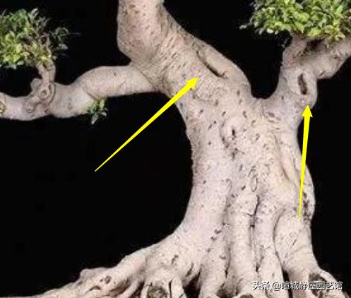 盆景讲究古朴古怪,北方古朴沧桑的老桩盆景