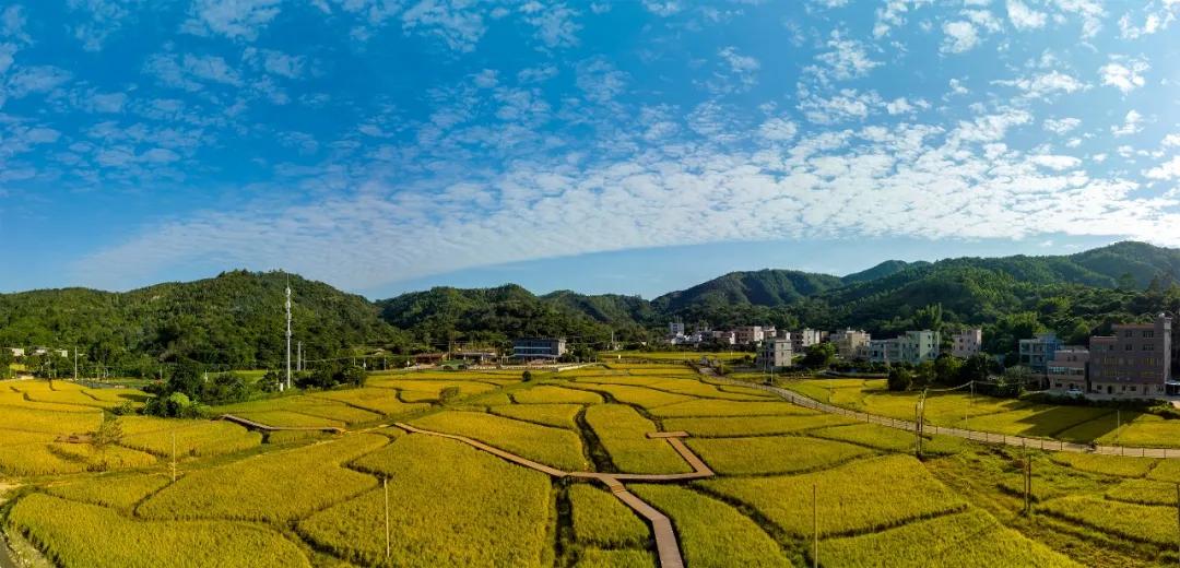 惠阳的稻田,惠阳稻田美景